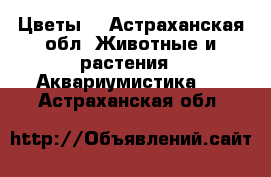 Цветы  - Астраханская обл. Животные и растения » Аквариумистика   . Астраханская обл.